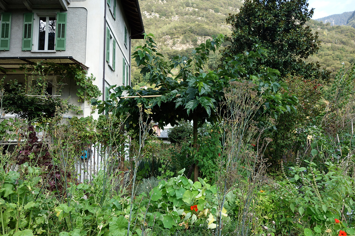 Casa Merogusto - 7
