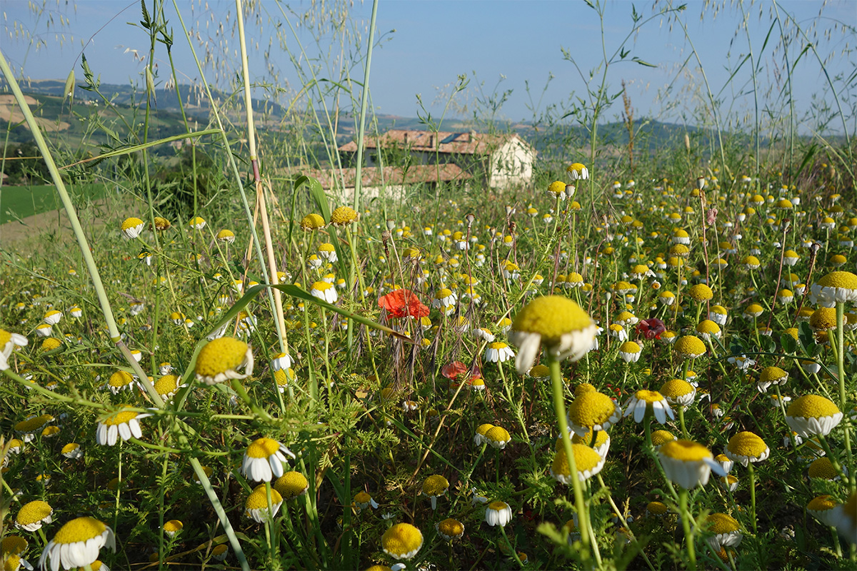 Patrimonio 7_Casa in collina